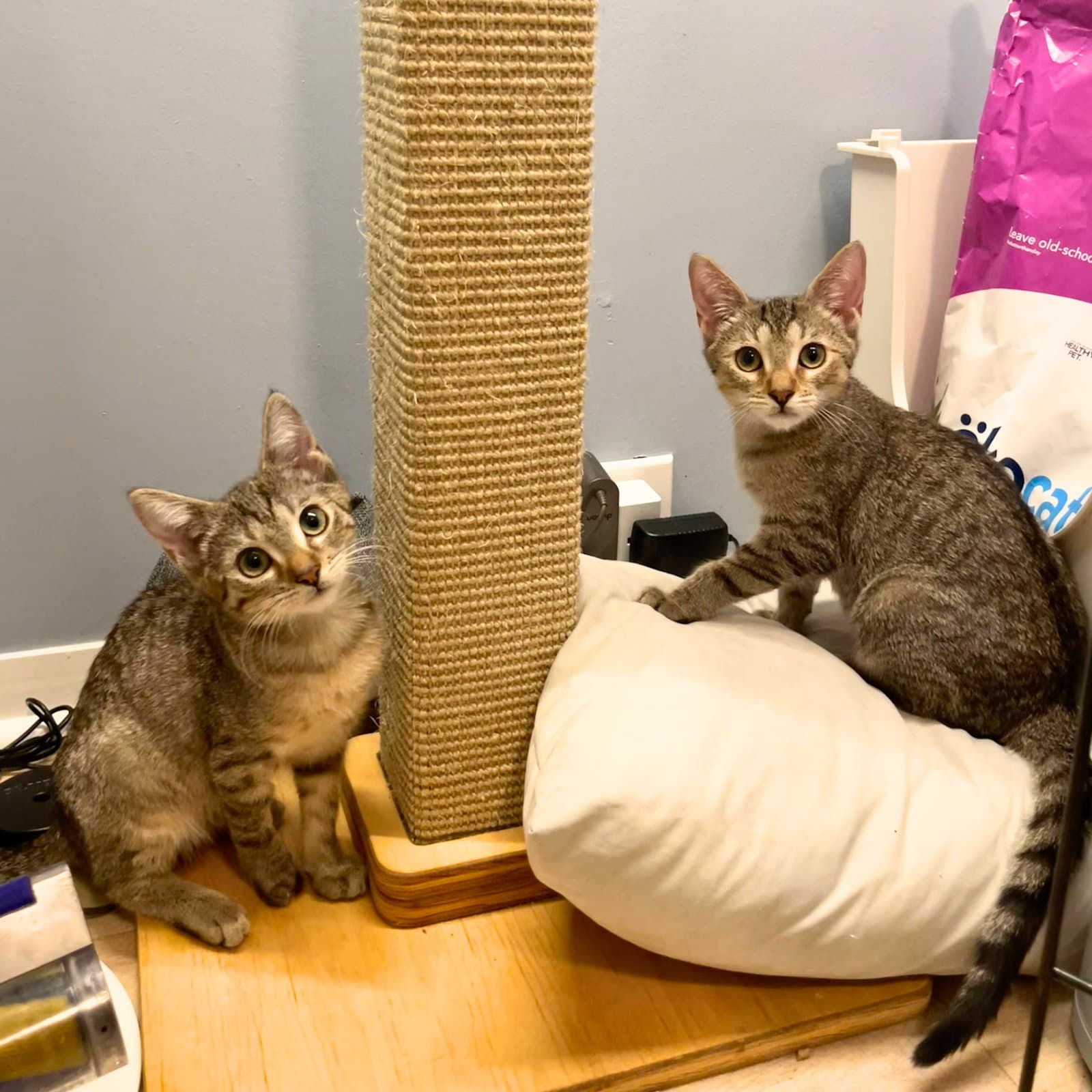 Action  Jackson - Domestic Short Hair
