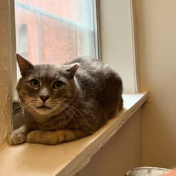 Joey image 1
