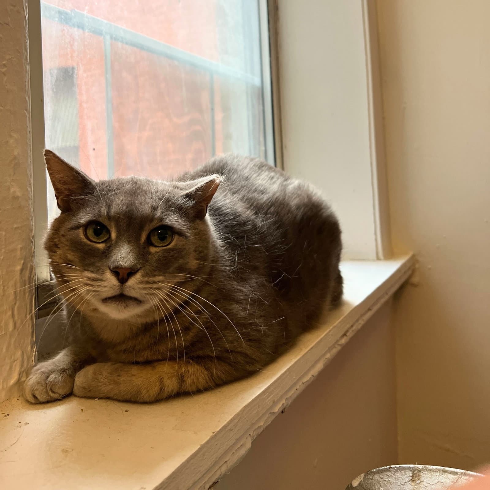 Joey - Domestic Short Hair