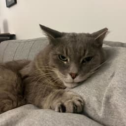 Joey image 4