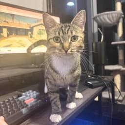 Delgato image 1