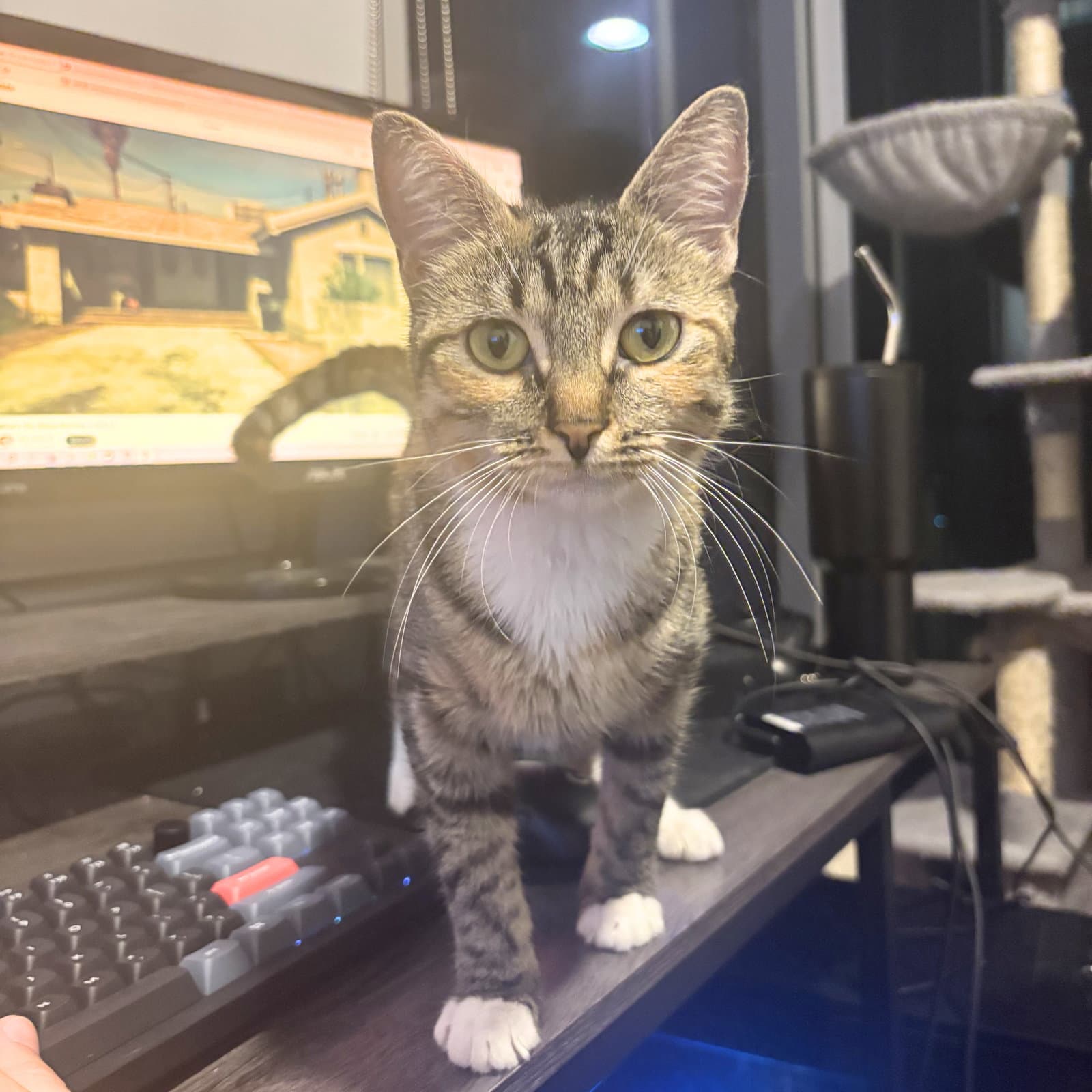 Delgato - Domestic Short Hair