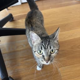 Delgato image 2