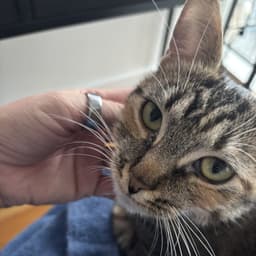 Delgato image 4
