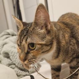 Delgato image 3
