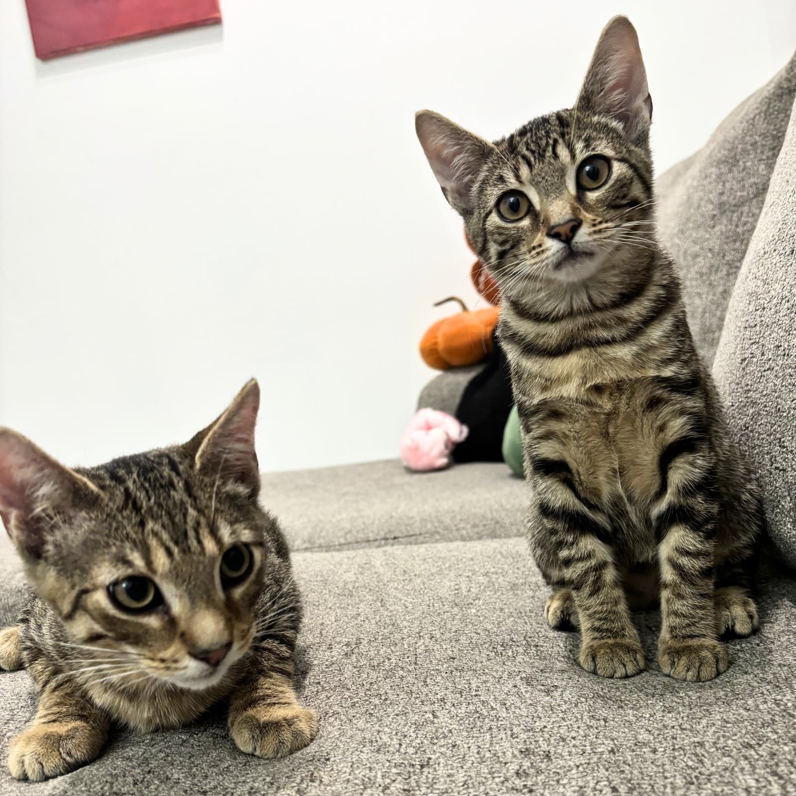 Lucy  Lee - Domestic Short Hair