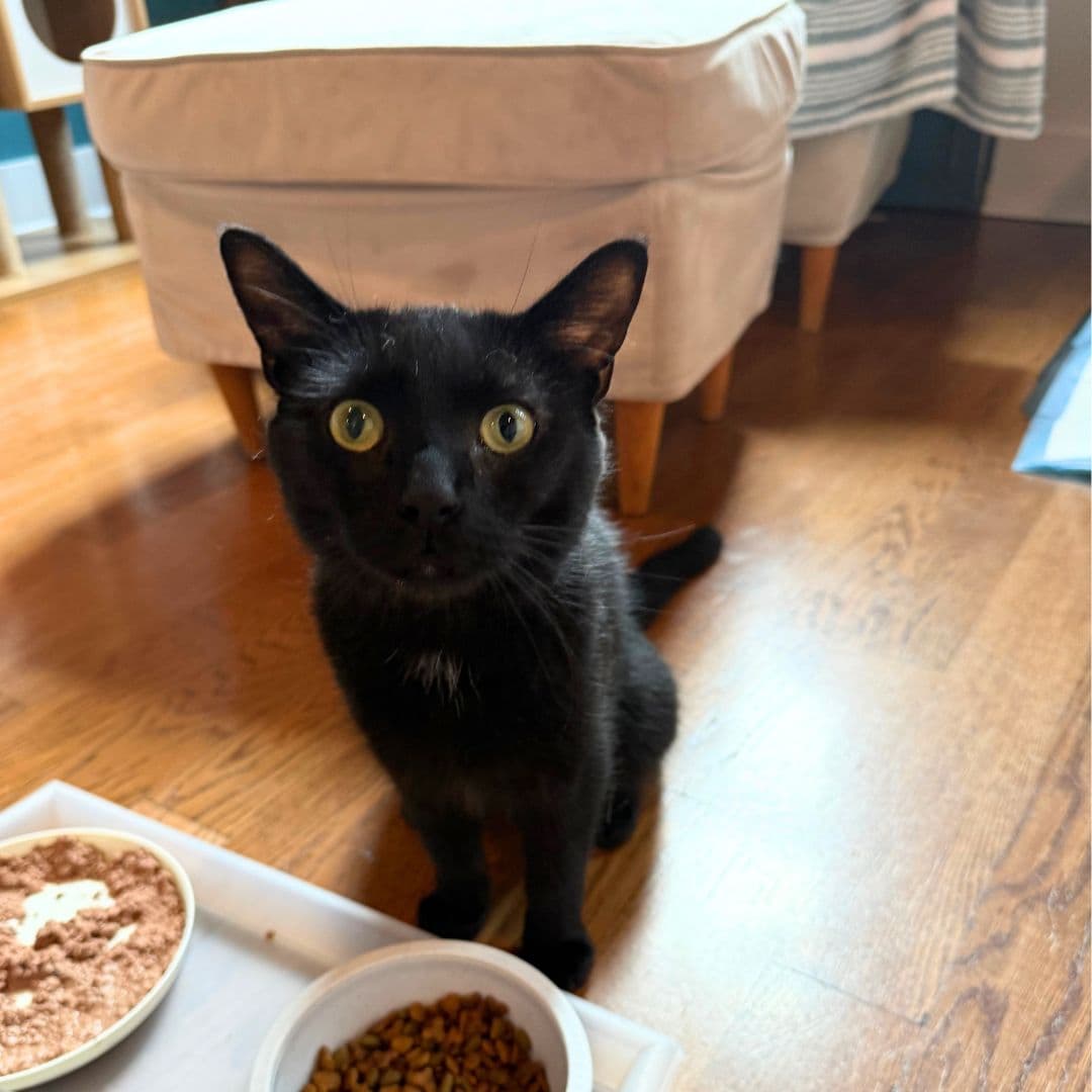 Valentino - Domestic Short Hair