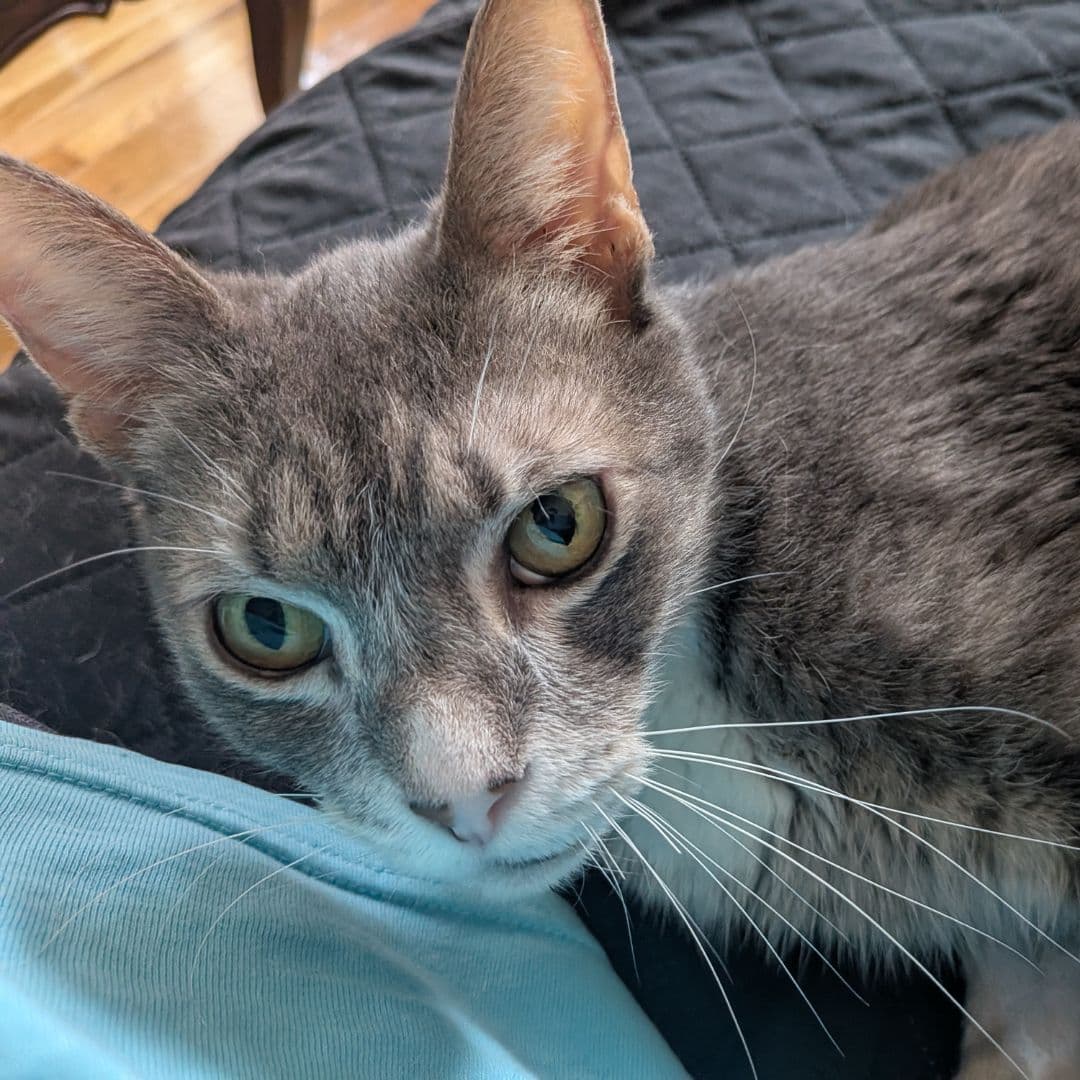 Zip Tie - Domestic Short Hair