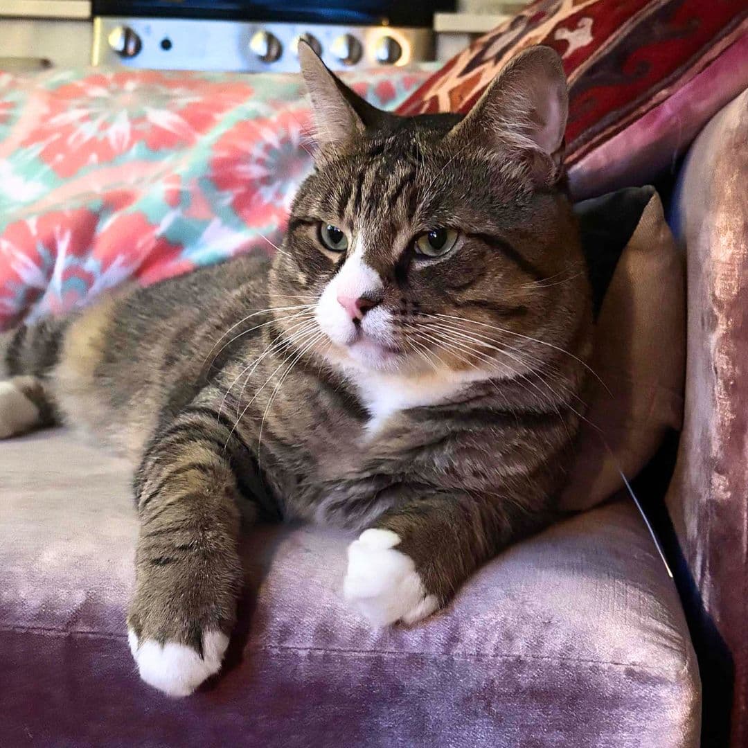 Biggie - Domestic Short Hair