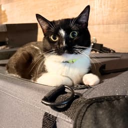 Charlie image 1