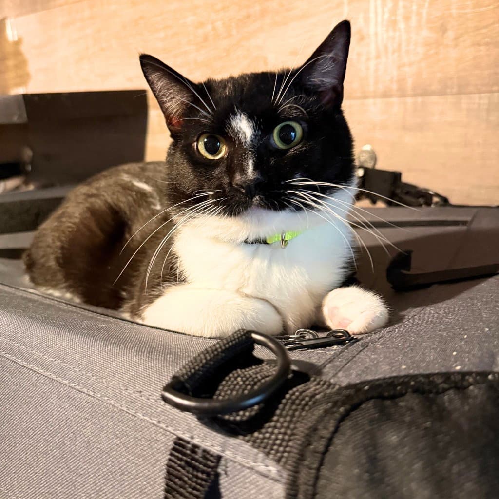 Charlie - Domestic Short Hair