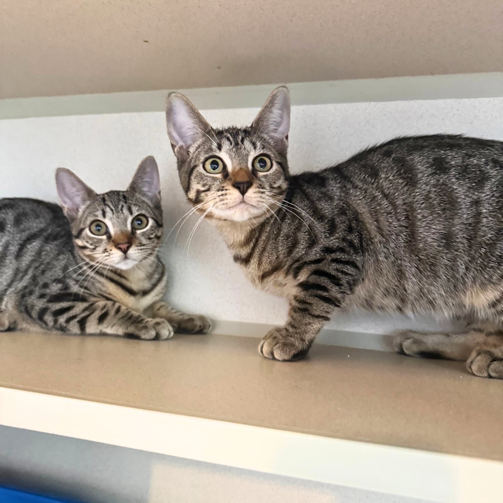 Millipede  Junebug - Domestic Short Hair