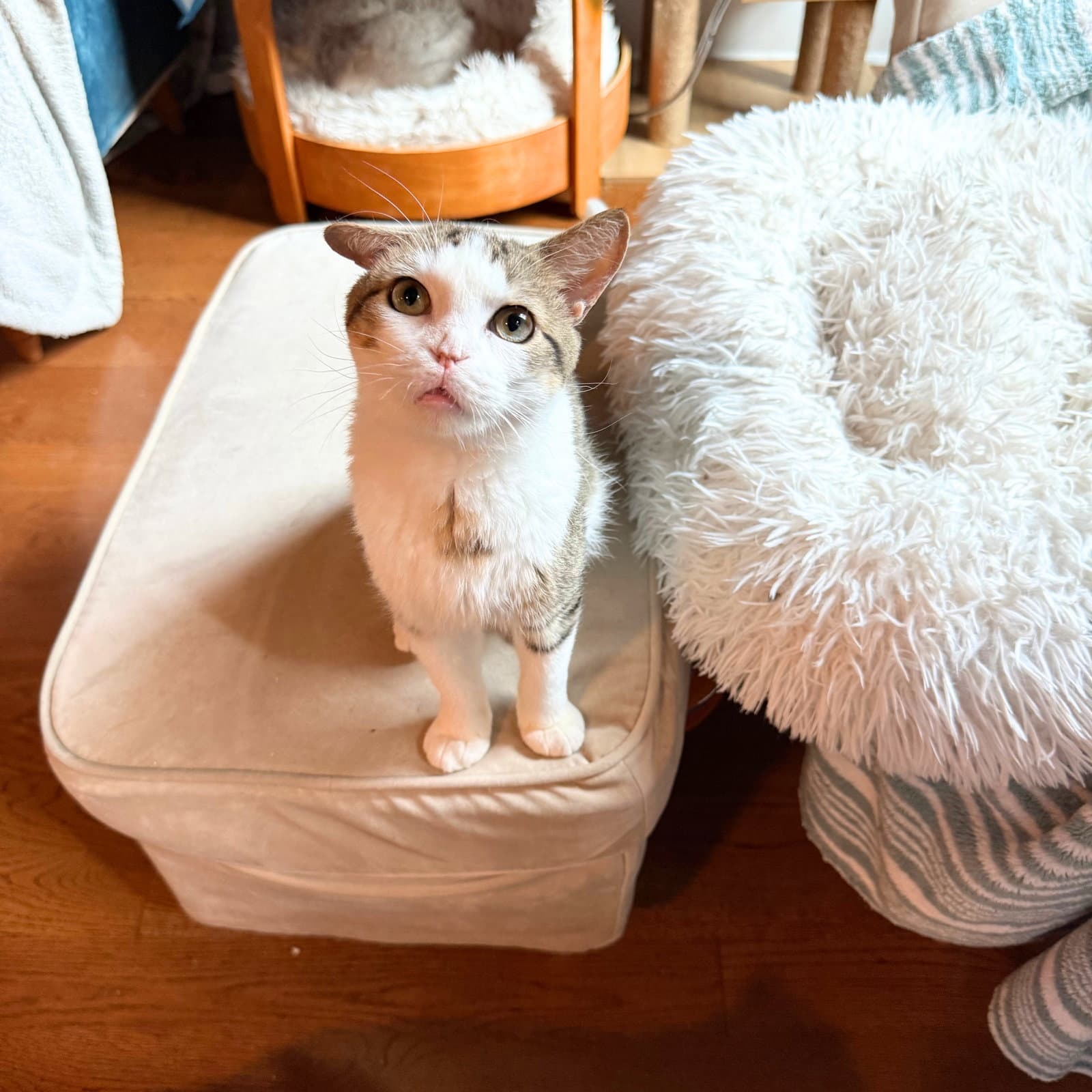 Vecna - Domestic Short Hair