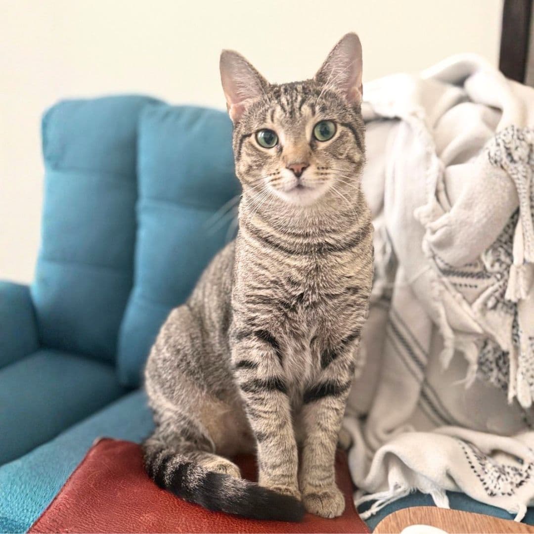 Wonder - Domestic Short Hair