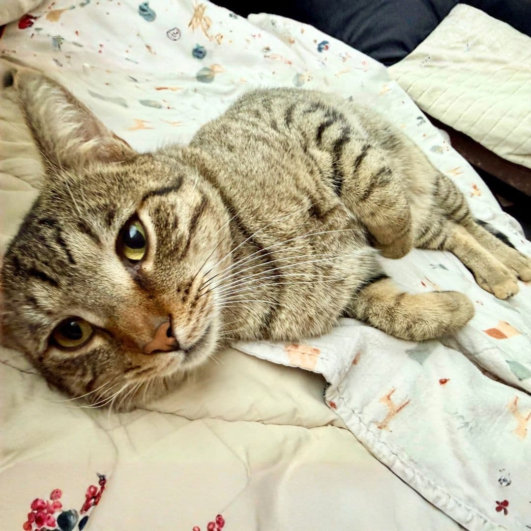 Judge Jackson - Domestic Short Hair