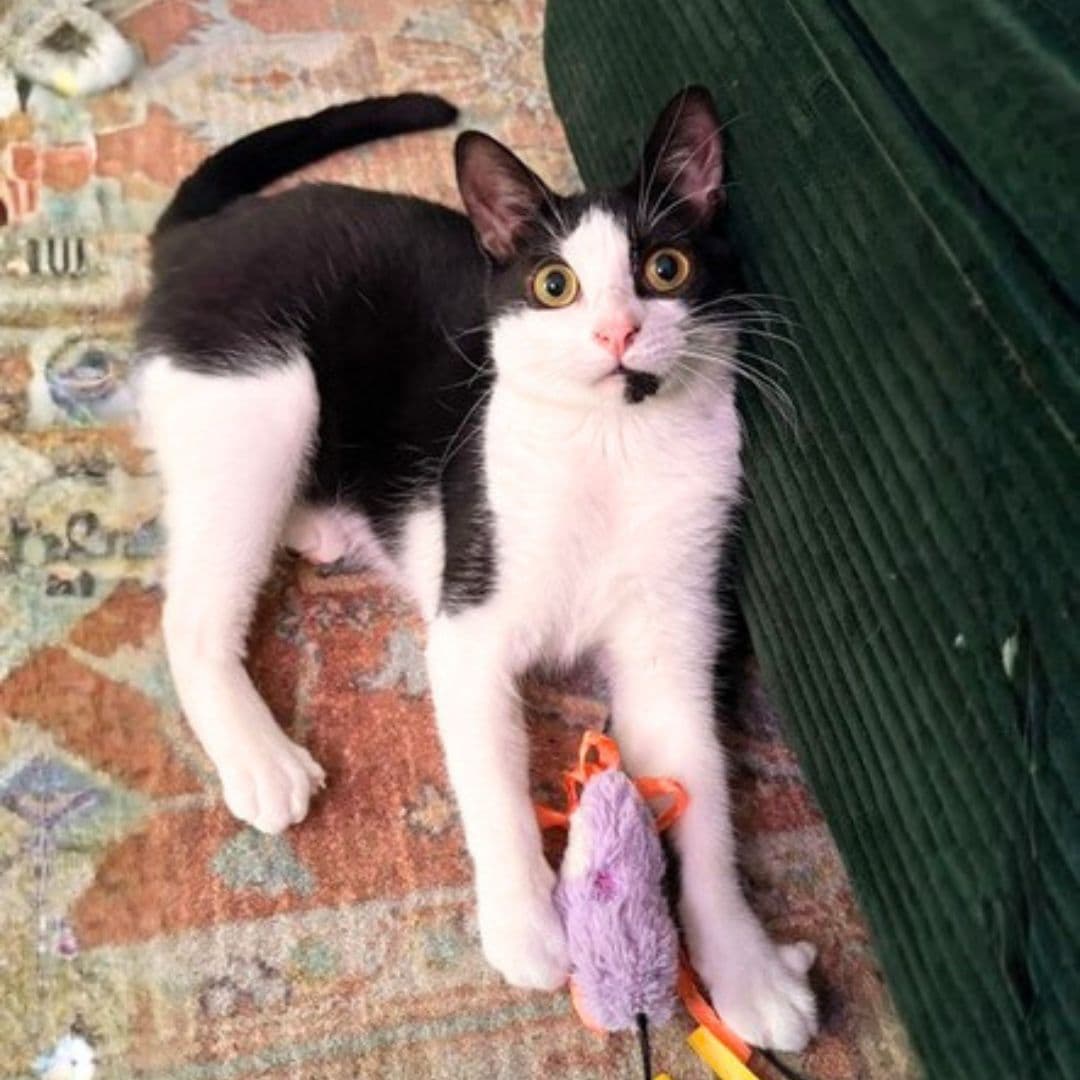 Herby - Domestic Short Hair