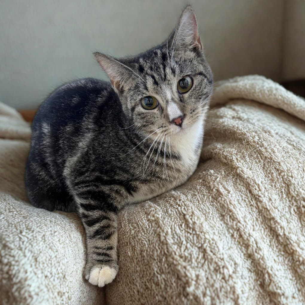 Soarin' Eagle - Domestic Short Hair