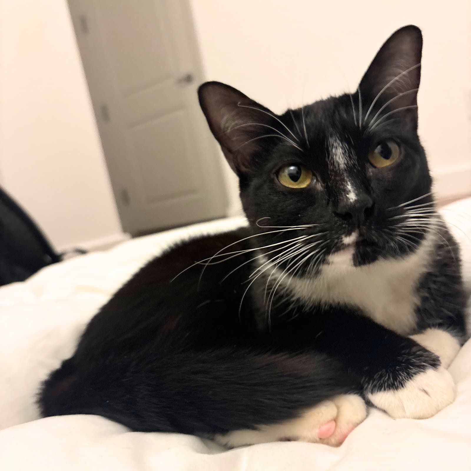 Tamarind - Domestic Short Hair