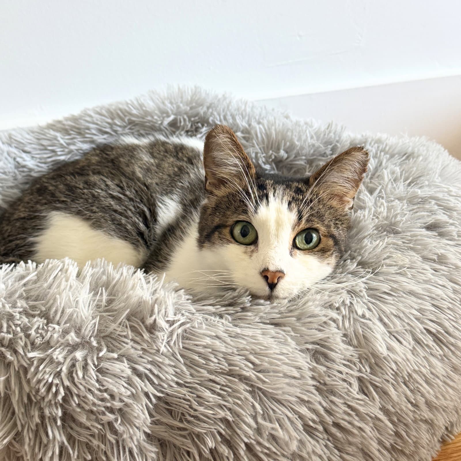Leo - Domestic Short Hair
