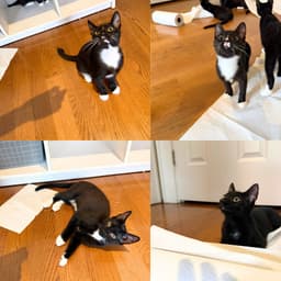 Shenanigan  The Mischief Litter image 1