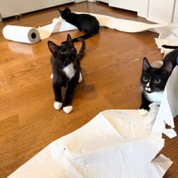 Shenanigan  The Mischief Litter image 2