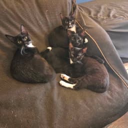 Shenanigan  The Mischief Litter image 3