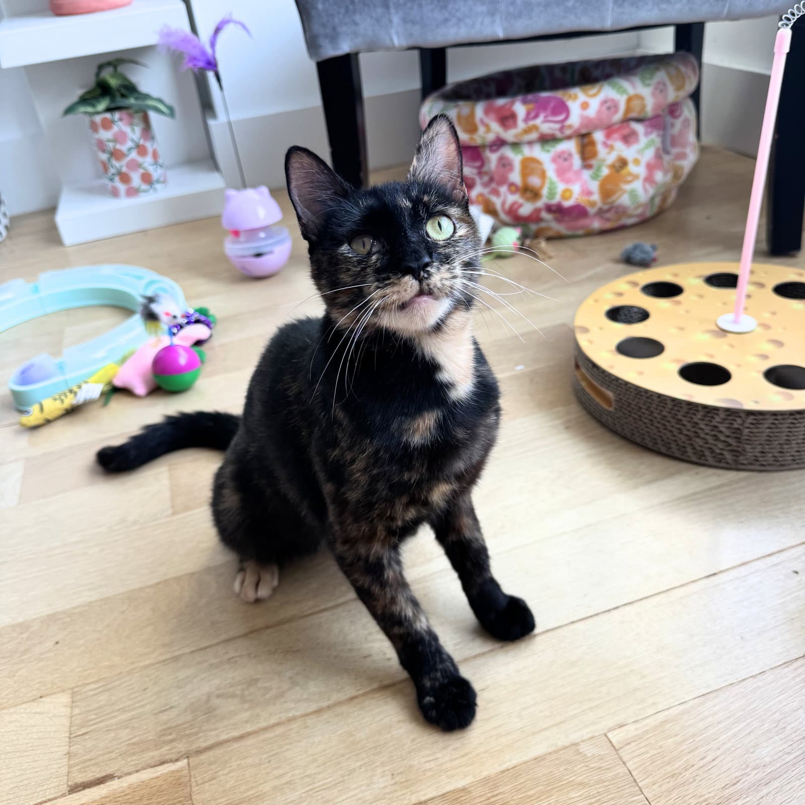 Bisque - Domestic Short Hair