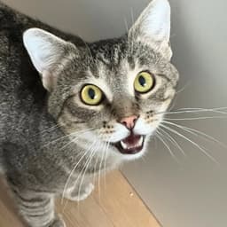 Meep image 1