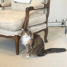 Kitty image 1