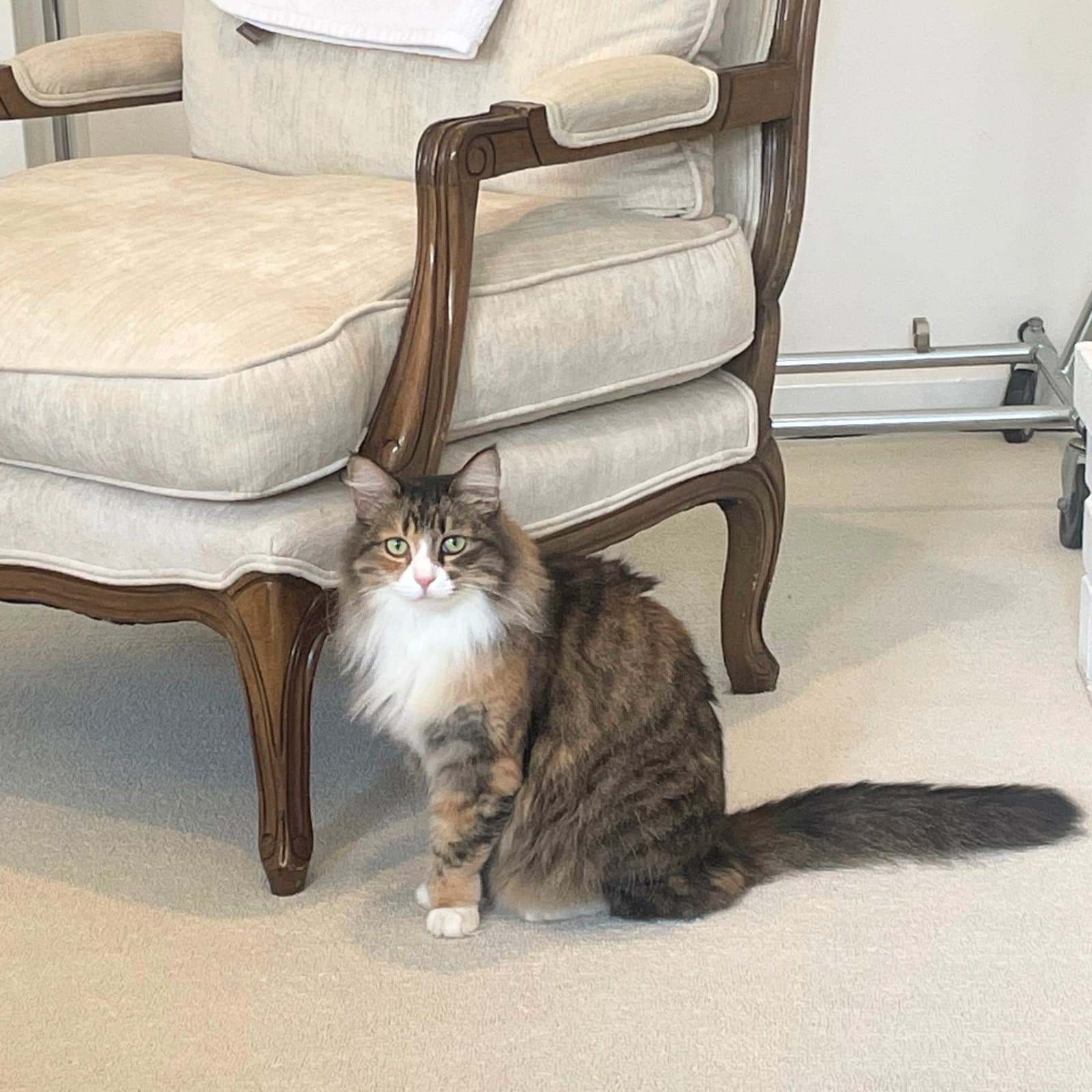 Kitty - Maine Coon
