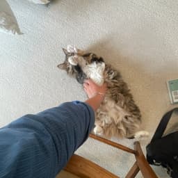 Kitty image 2