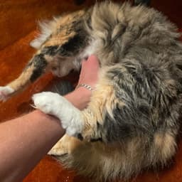 Kitty image 3