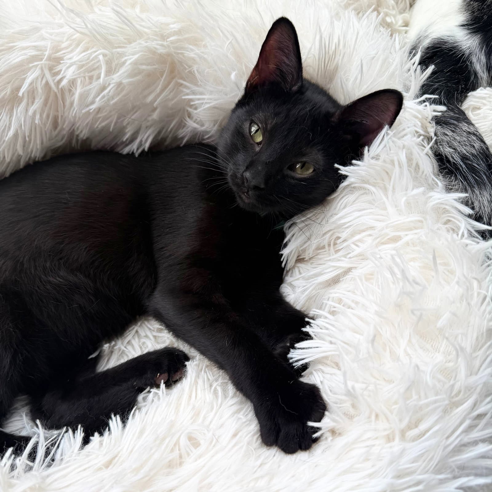 Gucci - Domestic Short Hair