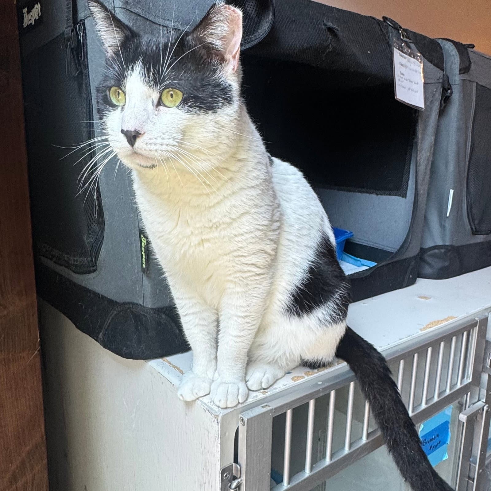 Flat Cat - Domestic Short Hair
