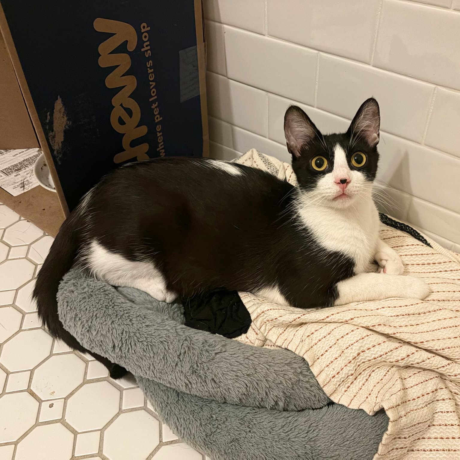 Blissville - Domestic Short Hair