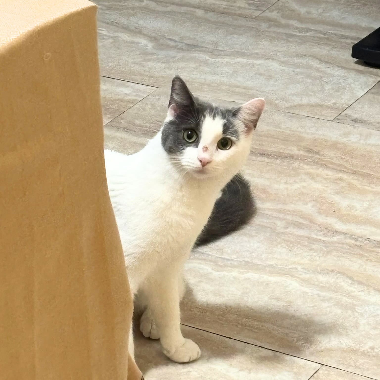Quince - Domestic Short Hair