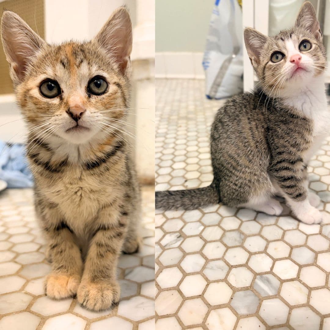 Vina  Venu - Domestic Short Hair