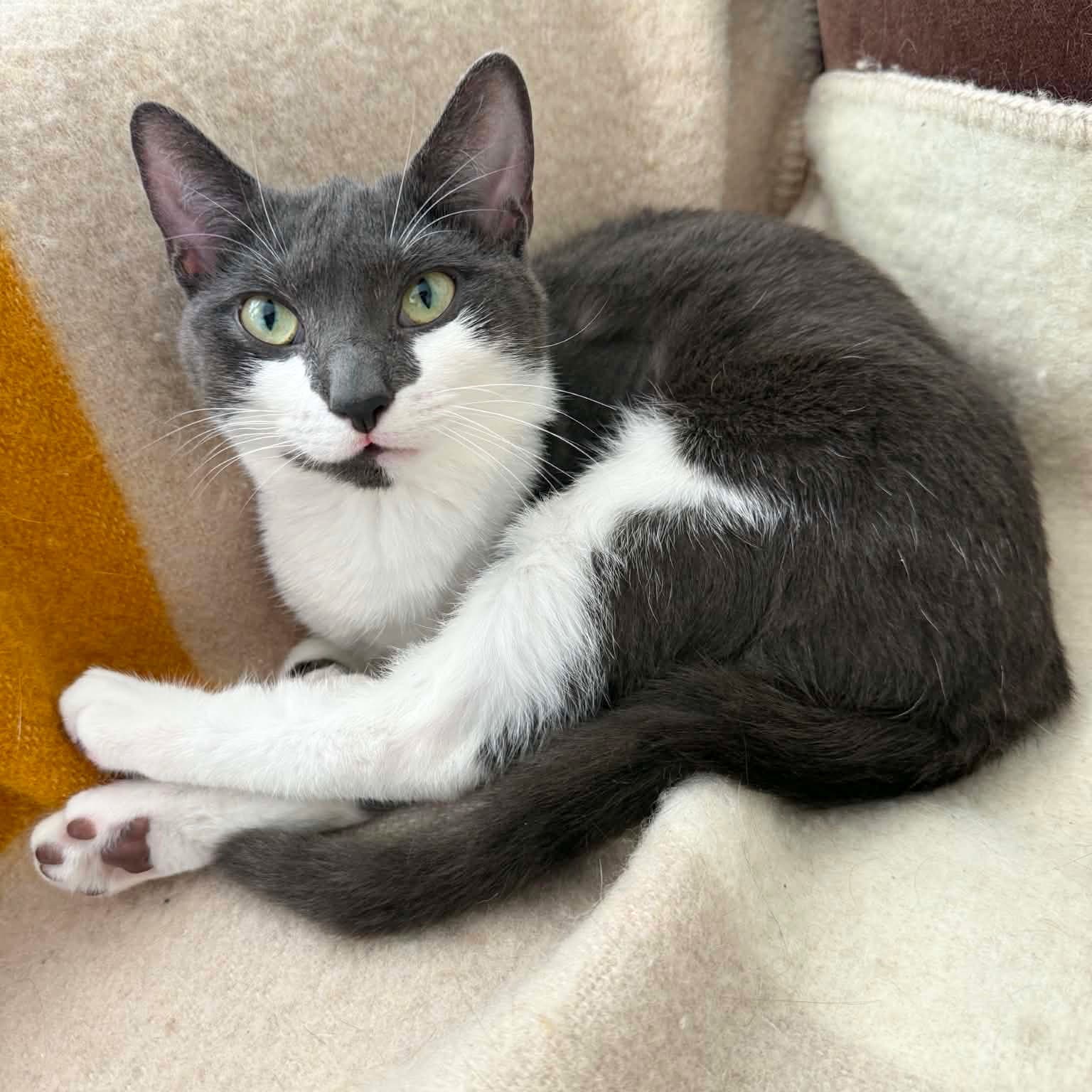 Estrella - Domestic Short Hair