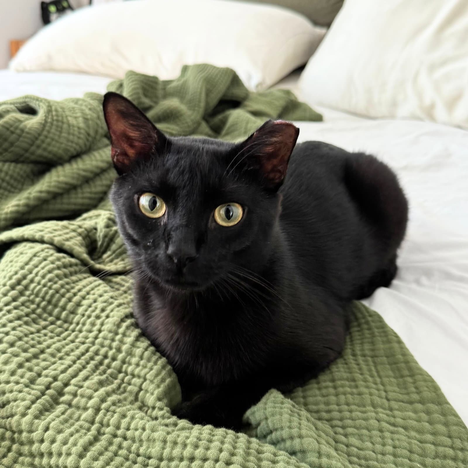 Marketing - Domestic Short Hair