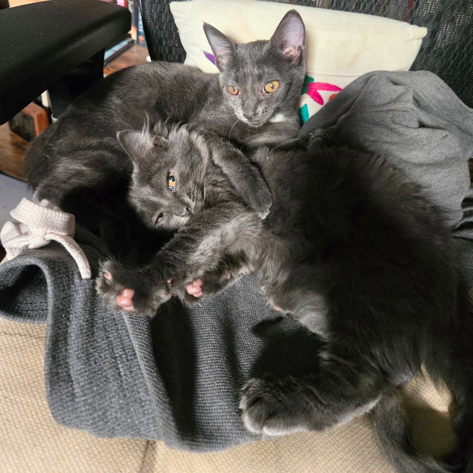 Id Ego  Superego - Domestic Short Hair