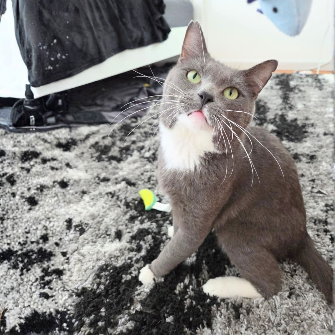 Romeo - Domestic Short Hair