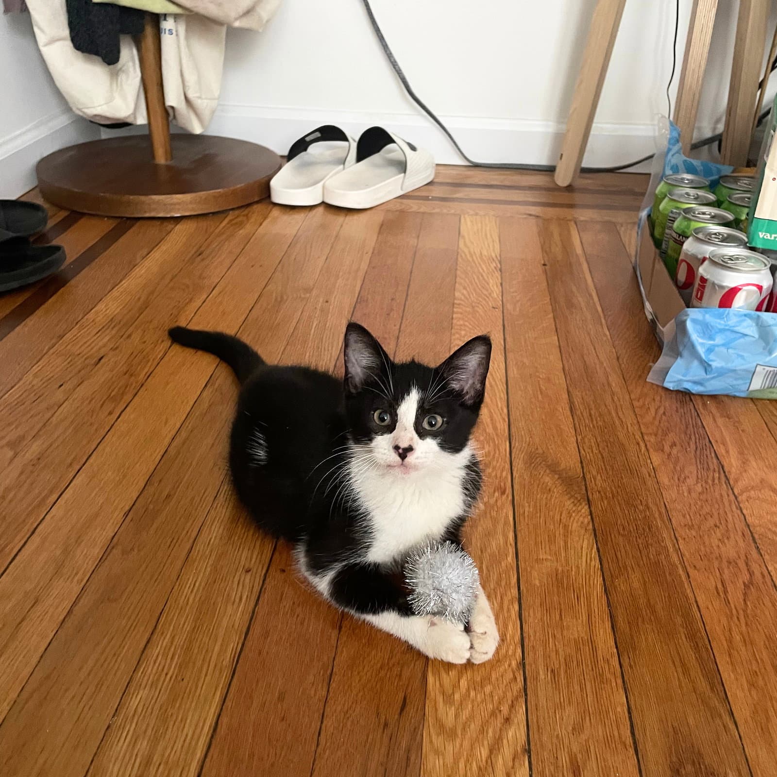 Hamlet - Domestic Short Hair