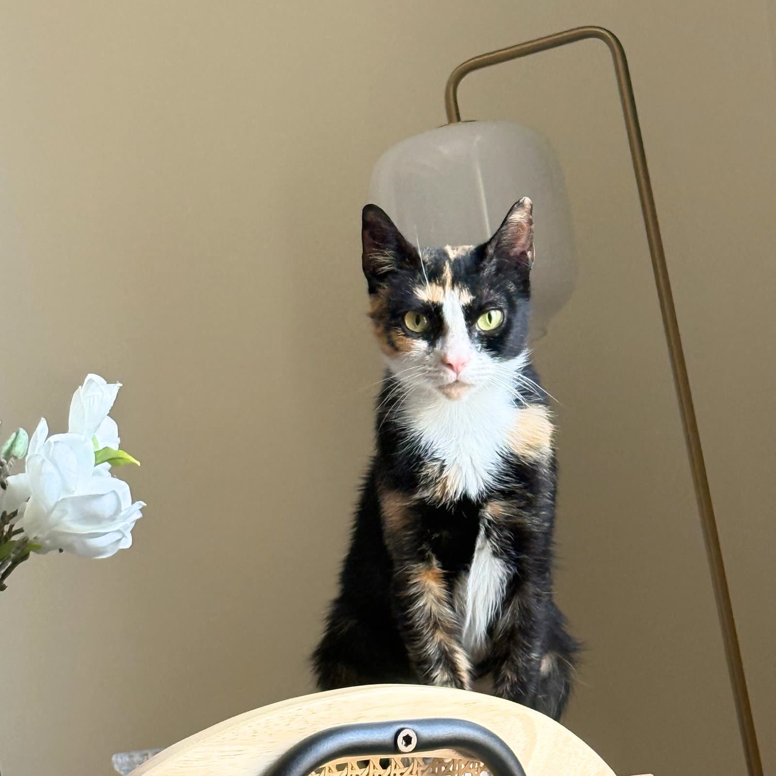Ladybug - Domestic Short Hair