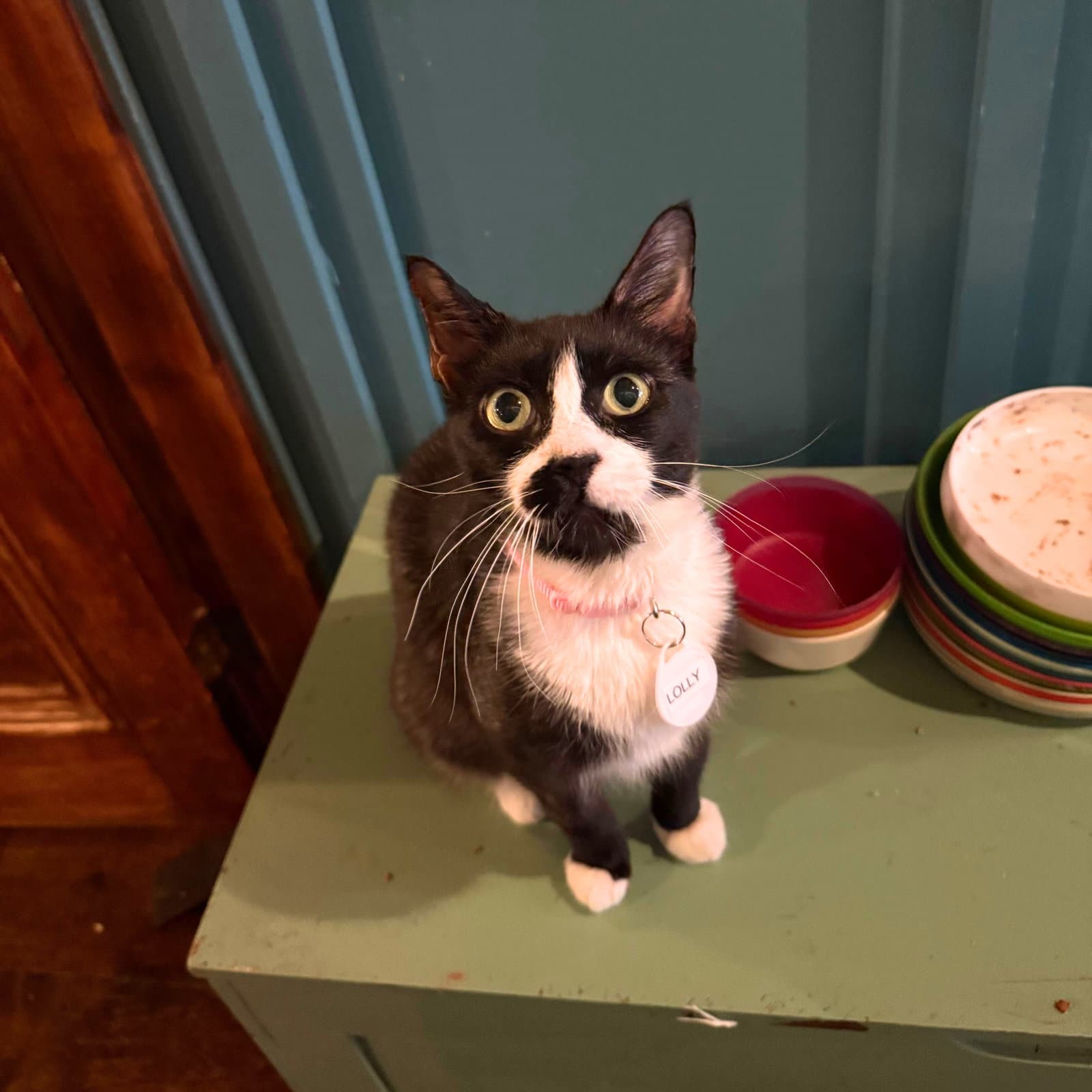 Lolly - Domestic Short Hair