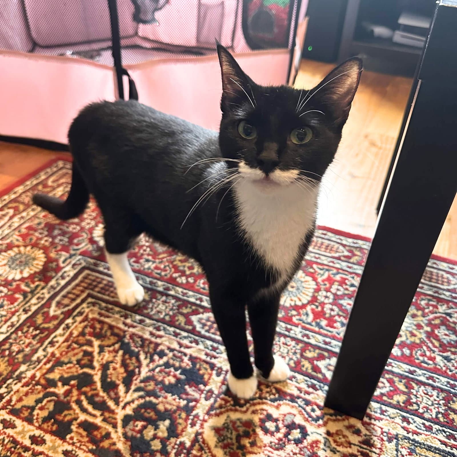 Mildred - Domestic Short Hair