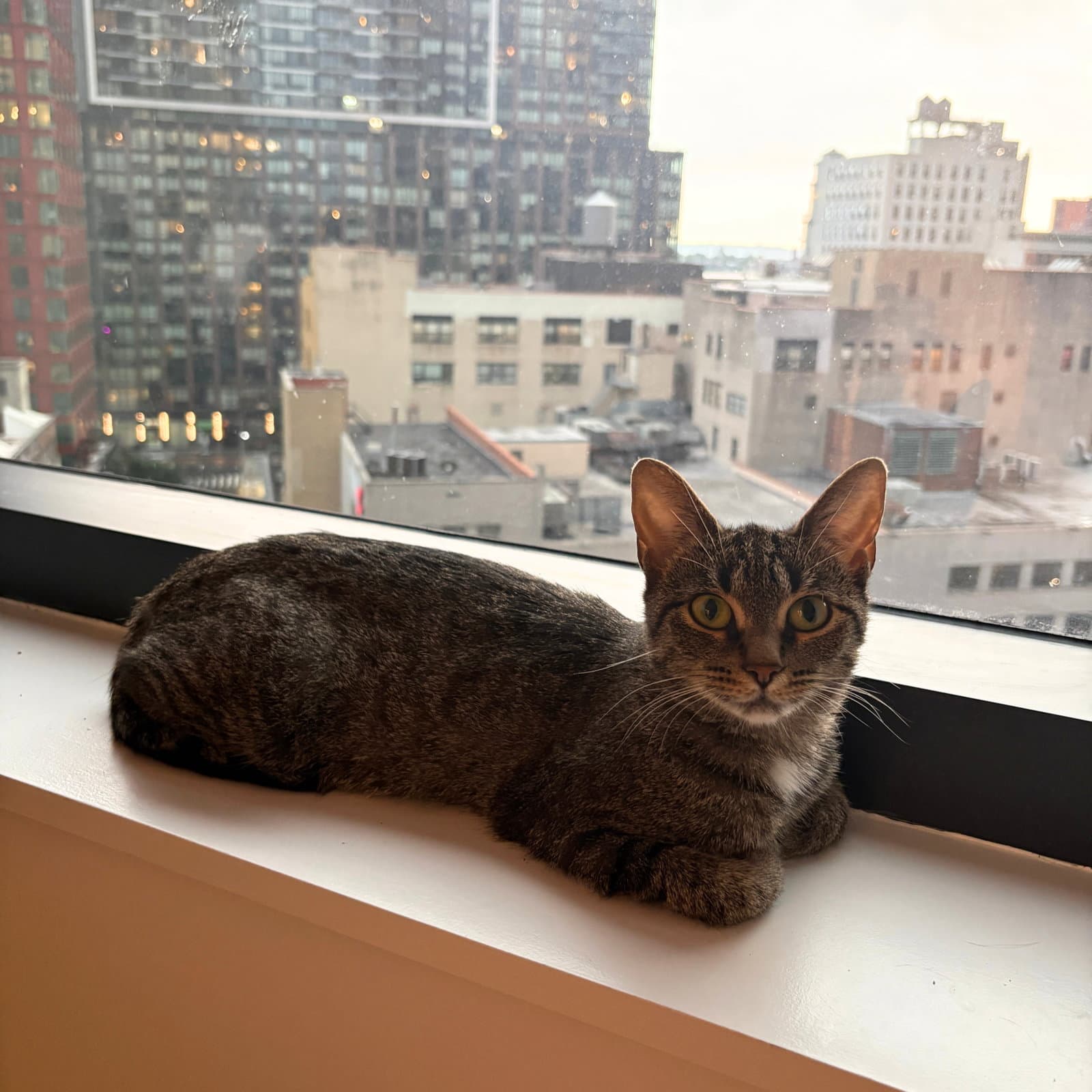 Dragon Egg - Domestic Short Hair