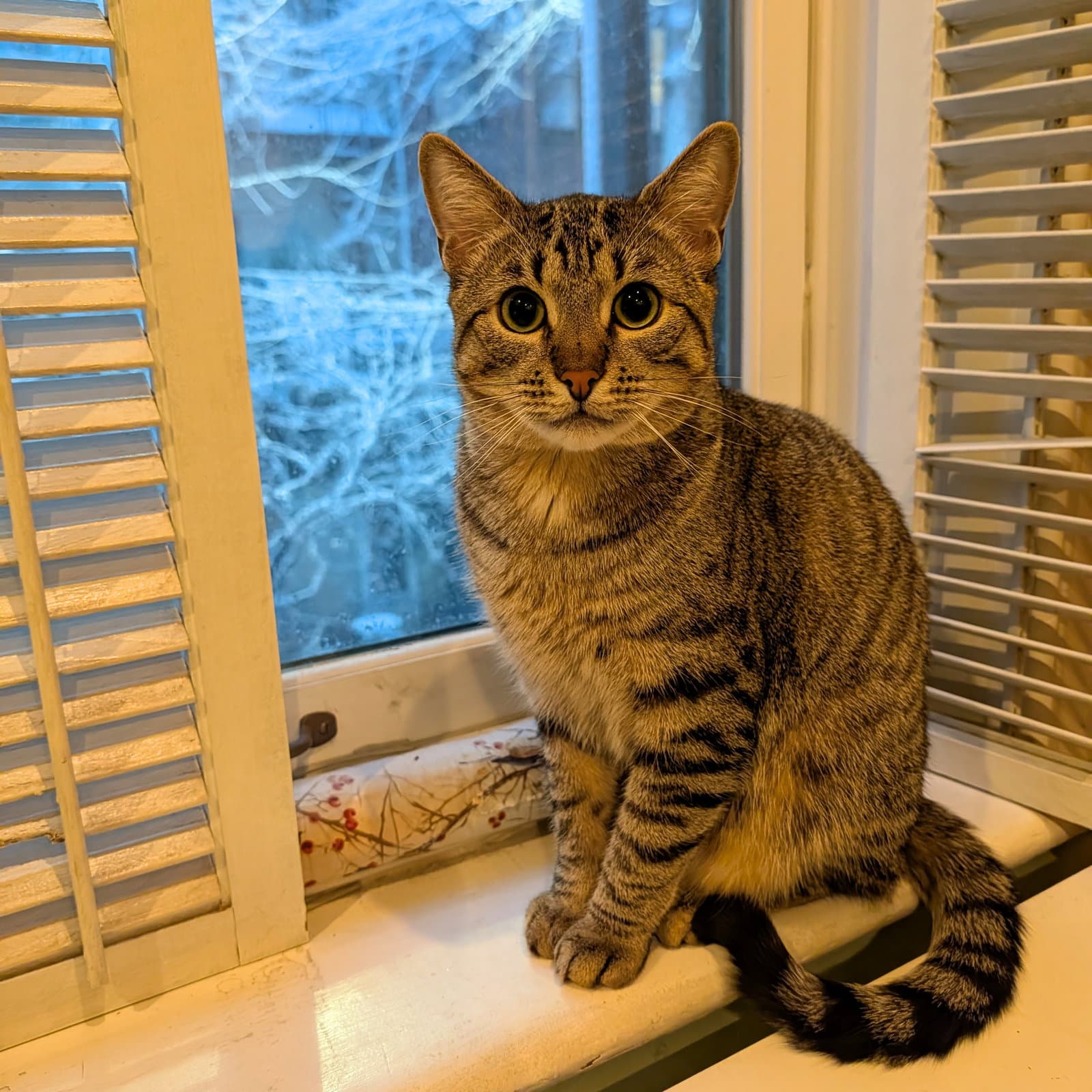 Oliver - Domestic Short Hair