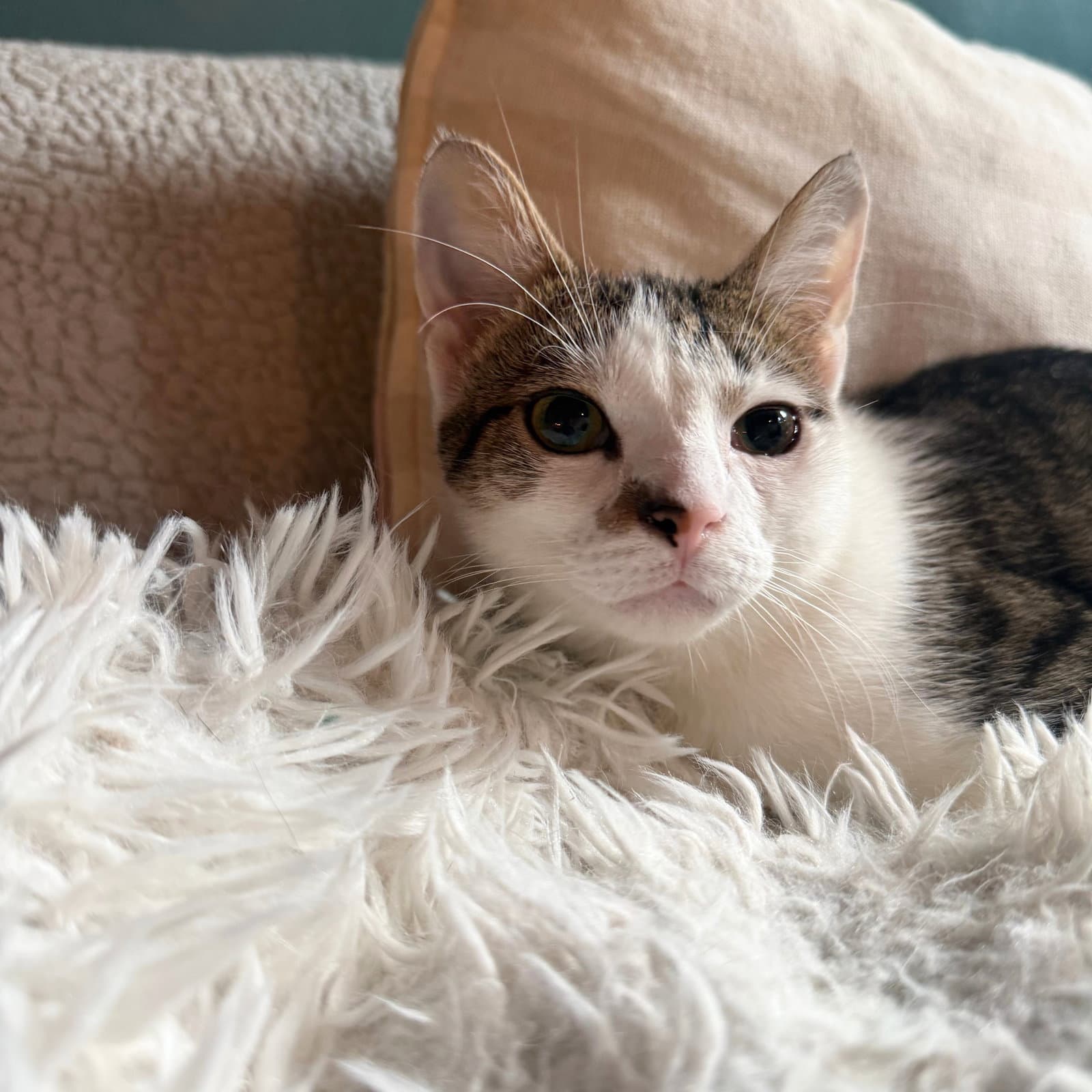 Tzatziki - Domestic Short Hair