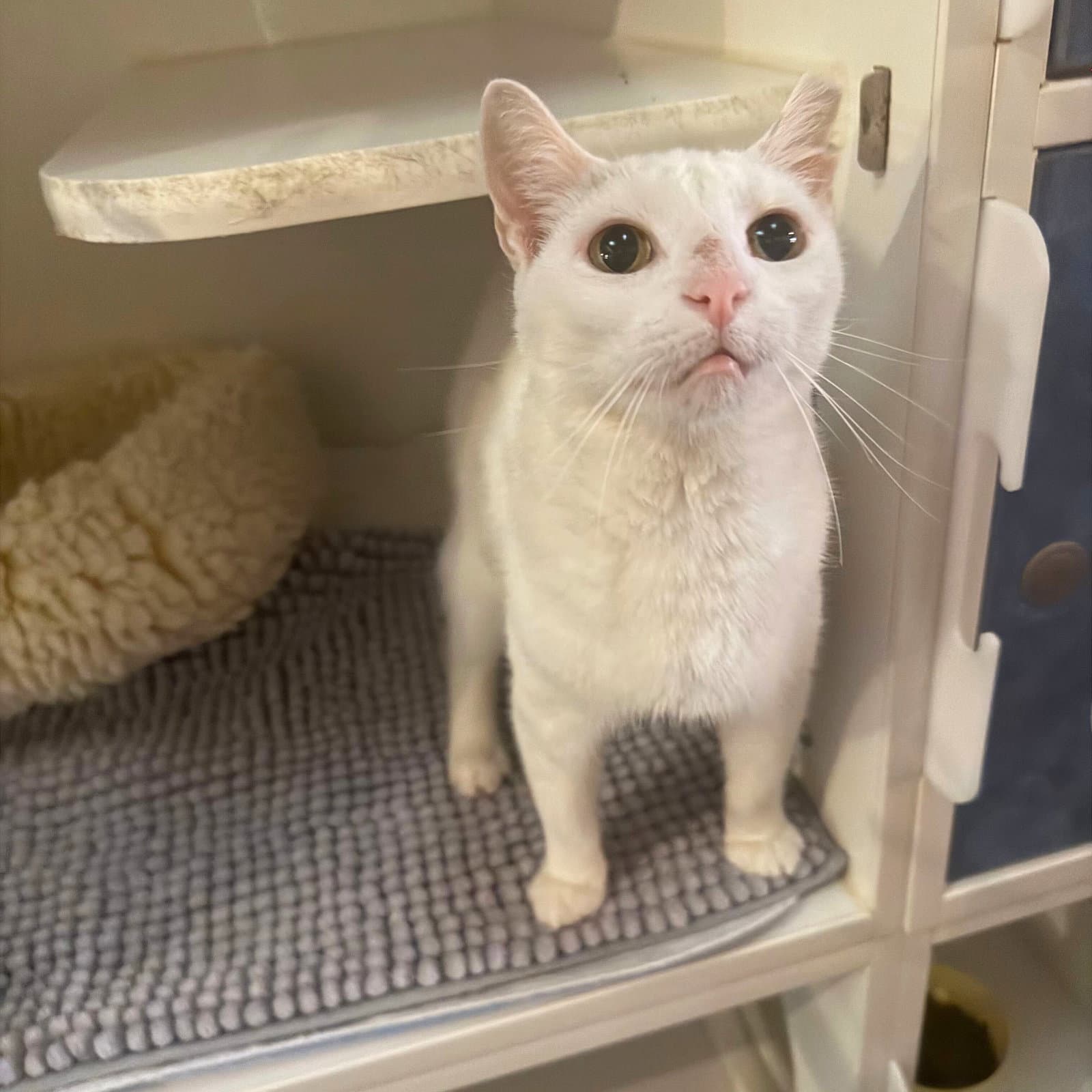 Elsa - Domestic Short Hair