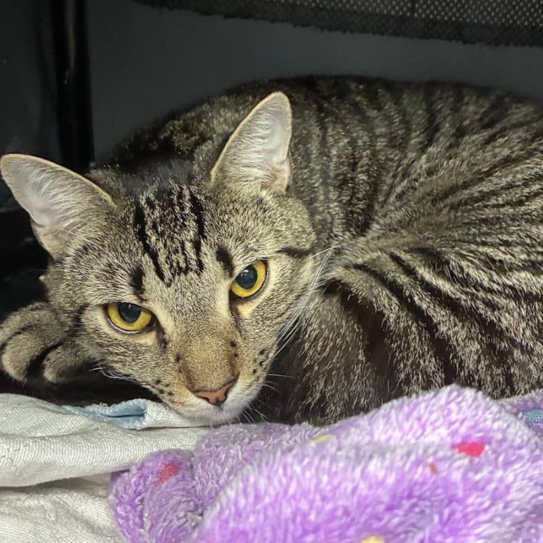 Wendell - Domestic Short Hair